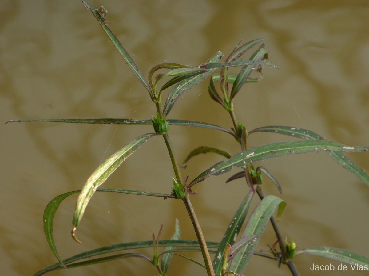 Hygrophila ringens (L.) R.Br. ex Spreng.